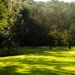 green lawn