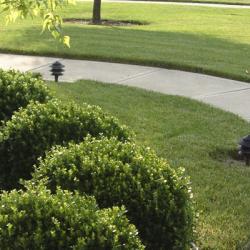 shrubs in lawn