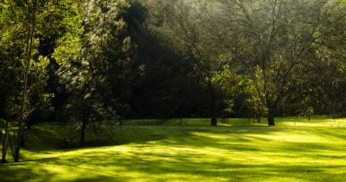 green lawn