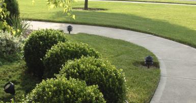 shrubs in lawn
