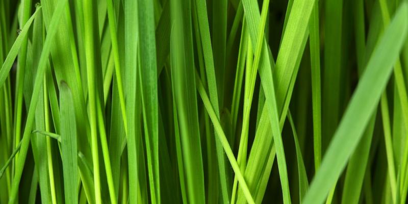 Close up image of green grass blades