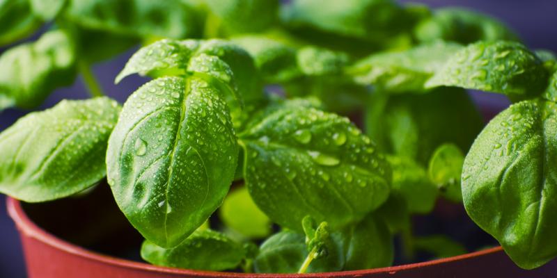 herbs in pot