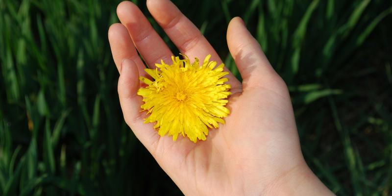 flower in someones hand