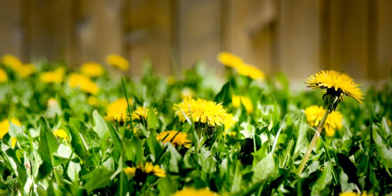 Yellow dandelion weeds overtaking a yard