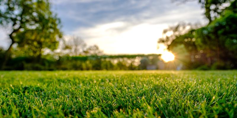 A healthy lawn during the summer