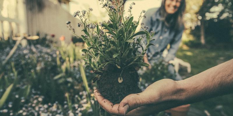 gardening and soil testing