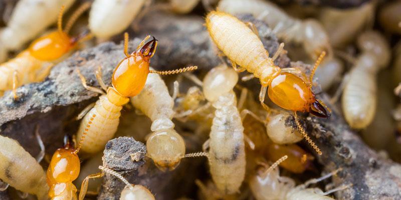 termites