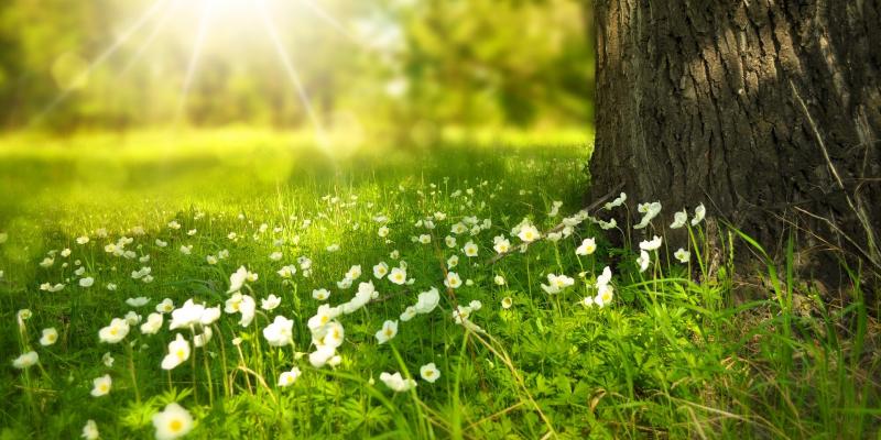 spring grass