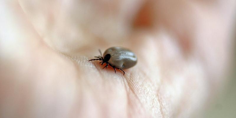 Get rid of ticks organically
