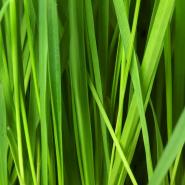 Close up image of green grass blades