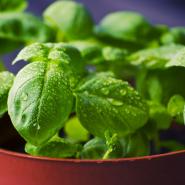 herbs in pot