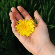 flower in someones hand