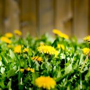 Yellow dandelion weeds overtaking a yard