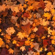 leaves