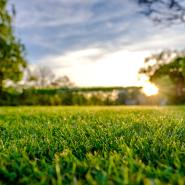 A healthy lawn during the summer