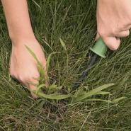pulling crabgrass weeds