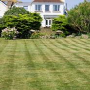 green lawn