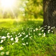 spring grass
