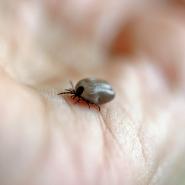 Get rid of ticks organically