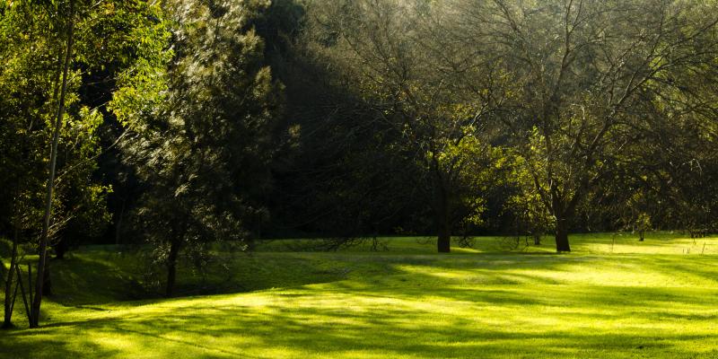 green lawn