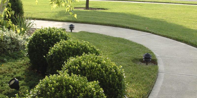 shrubs in lawn
